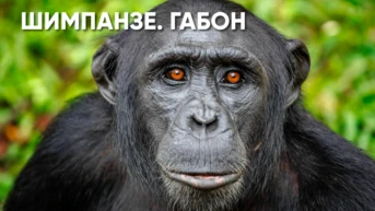Шимпанзе Габона