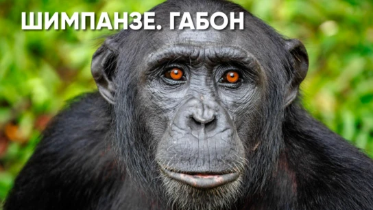 Шимпанзе Габона