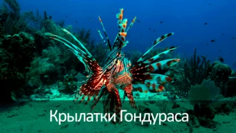 Крылатки Гондураса