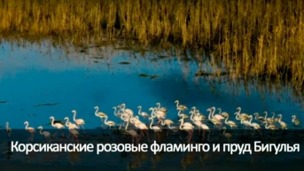 Корсиканские розовые фламинго и пруд Бигулья