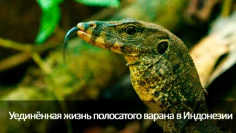 Уединённая жизнь полосатого варана в Индонезии
