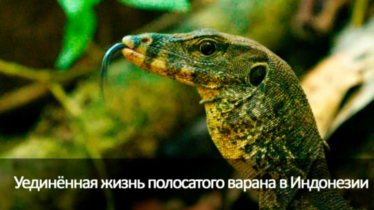 Уединённая жизнь полосатого варана в Индонезии