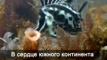 В сердце южного континента