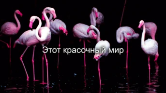 Этот красочный мир