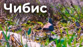 Чибис