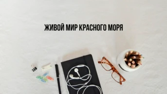 Живой мир Красного моря