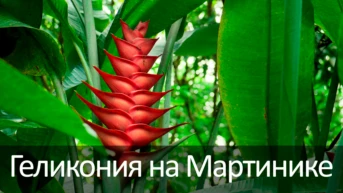 Геликония на Мартинике