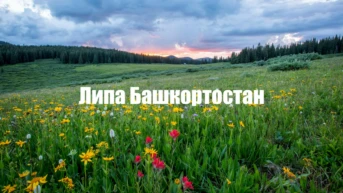 Липа Башкортостан