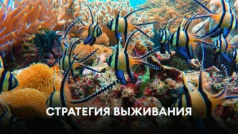 Стратегия выживания