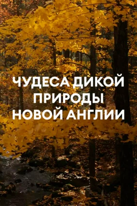 Чудеса дикой природы Новой Англии
