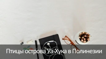 Птицы острова Уа-Хука в Полинезии