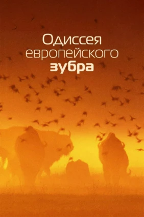 Одиссея европейского зубра