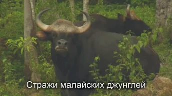 Стражи малайских джунглей