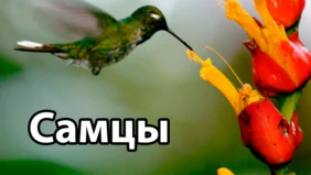 Трейлер 1