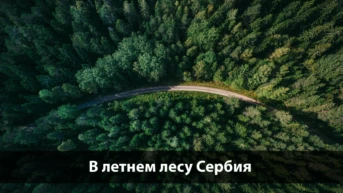 В летнем лесу Сербия