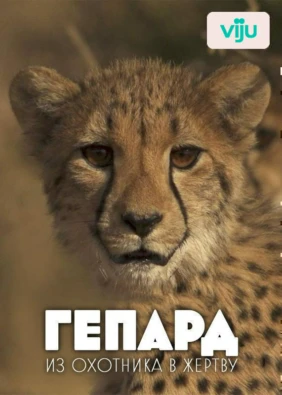 Гепард. Из охотника в жертву