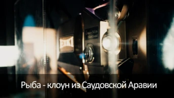 Рыба - клоун из Саудовской Аравии