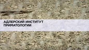 Адлерский институт приматологии