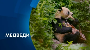 Медведи