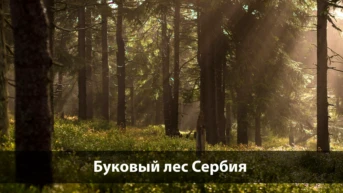 Буковый лес Сербия
