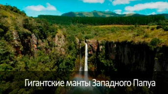 Гигантские манты Западного Папуа