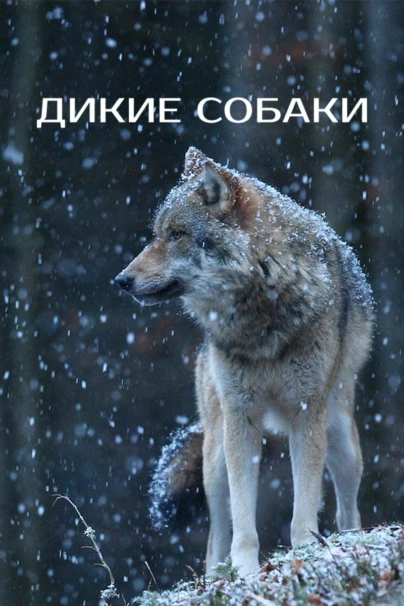 Дикие собаки