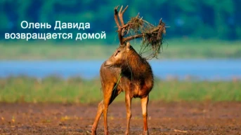 Олень Давида возвращается домой