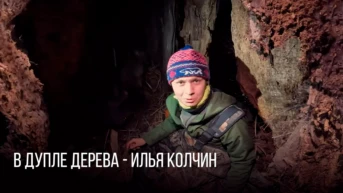 В дупле дерева - Илья Колчин