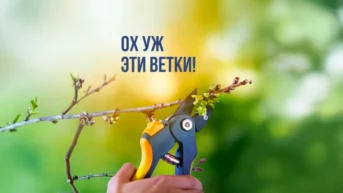 Ох уж эти ветки!