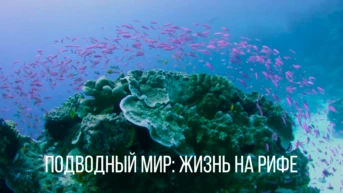 Подводный мир: жизнь на рифе