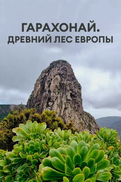 Гарахонай. Древний лес Европы