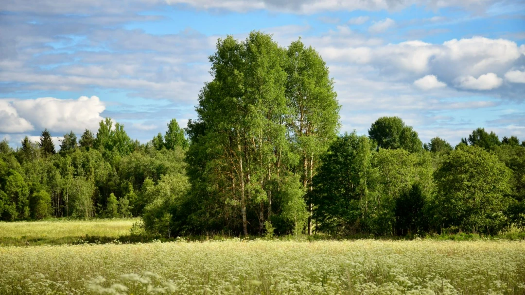 Передача Родные просторы