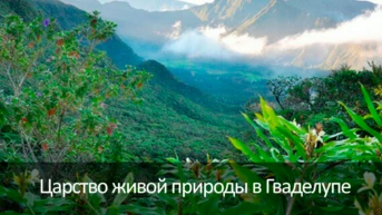Царство живой природы в Гваделупе
