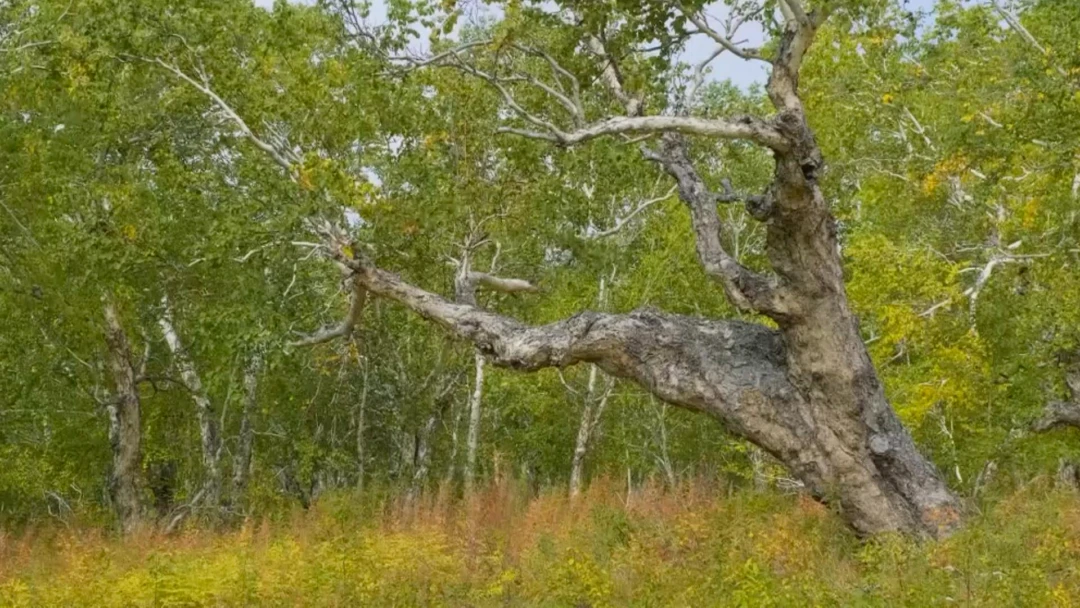 Передача Берёзовый лес