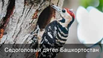Седоголовый дятел Башкортостан