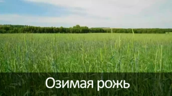 Озимая рожь