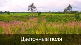 Цветочные поля