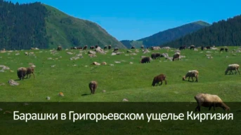 Барашки в Григорьевском ущелье Киргизия