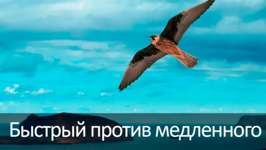 Быстрый против медленного