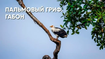 Пальмовый гриф из Габона