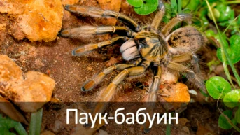 Паук-бабуин