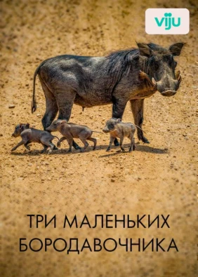 Три маленьких бородавочника