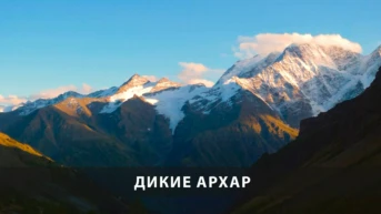 Дикие Архары
