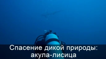 Спасение дикой природы: акула-лисица