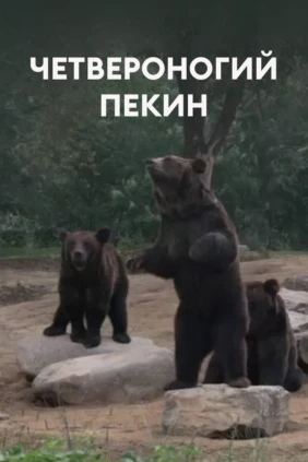 Четвероногий Пекин