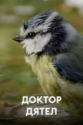 Доктор дятел