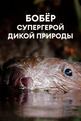 Бобёр - супергерой дикой природы