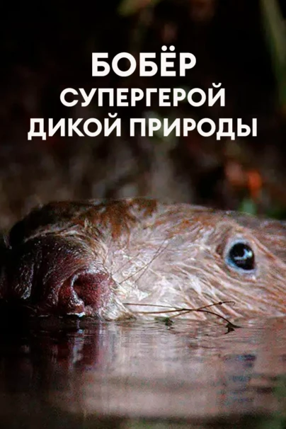 Бобёр - супергерой дикой природы