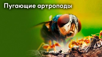 Пугающие артроподы
