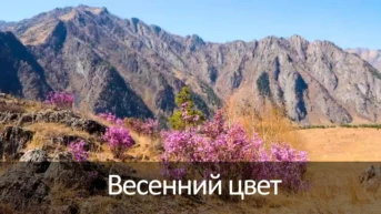 Весенний цвет